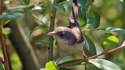 Common Whitethroat
