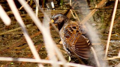 Spotted Crake