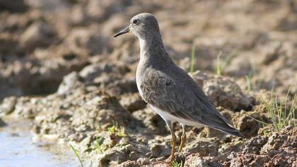 Sarıbacaklı kumkuşu