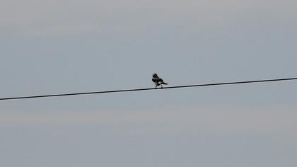 Büyük örümcekkuşu