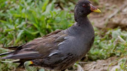 Common Moorhen