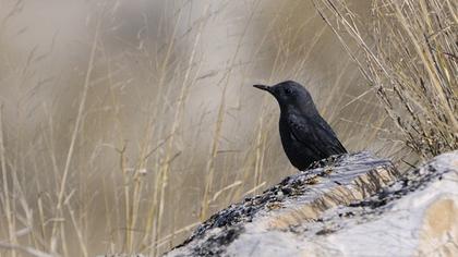 Blue Rock Thrush