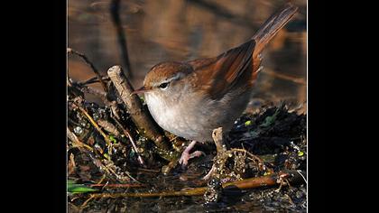 Cetti`s Warbler