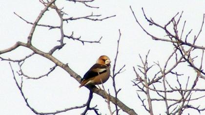 Hawfinch