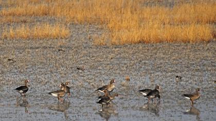 Greater White-fronted Goose