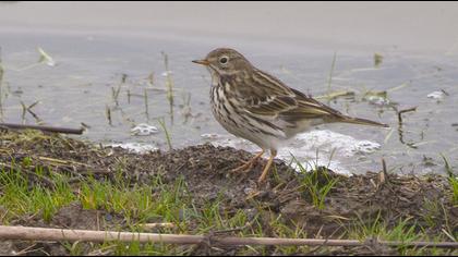 Meadow Pipit