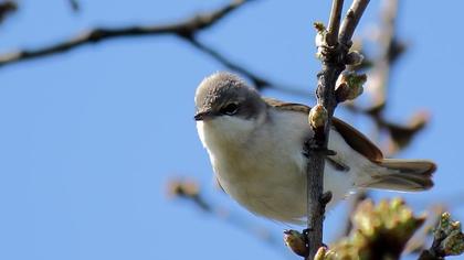 Küçük akgerdanlı ötleğen