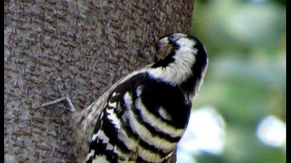 Küçük ağaçkakan