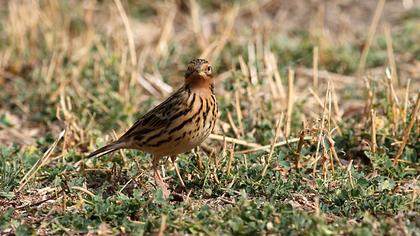 Kızılgerdanlı incirkuşu