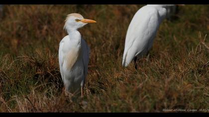 Sığır balıkçılı