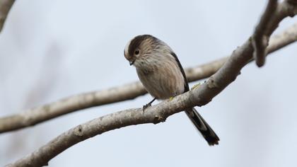 Uzunkuyruklu baştankara