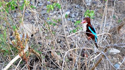 İzmir yalıçapkını