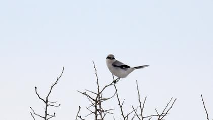 Büyük örümcekkuşu