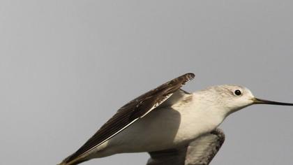 Bataklık düdükçünü