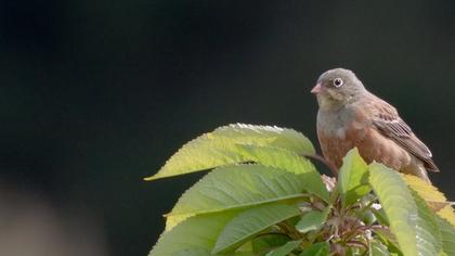 Ortolan Bunting