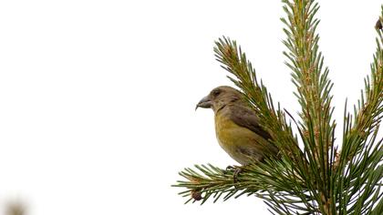 Red Crossbill
