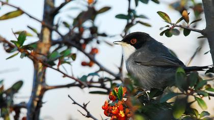 Sardinian Warbler