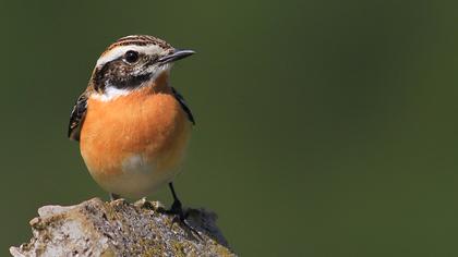 Whinchat