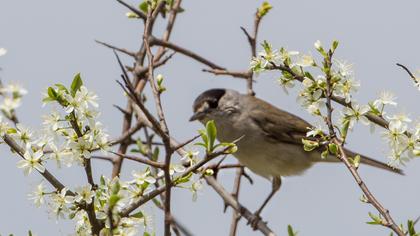 Karabaşlı ötleğen