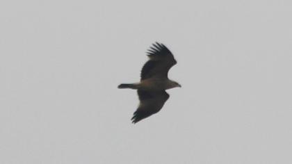 Eastern Imperial Eagle
