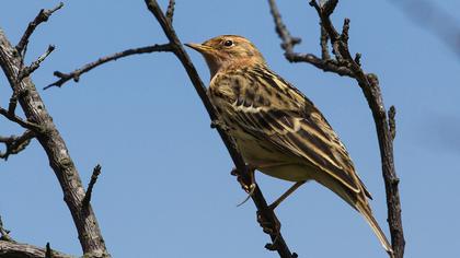 Kızılgerdanlı incirkuşu