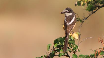Maskeli örümcekkuşu