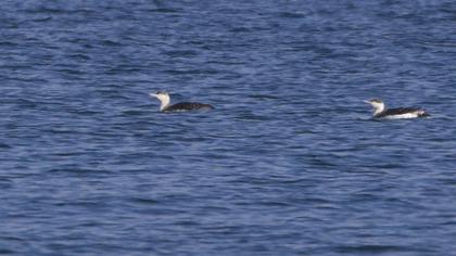 Kızılgerdanlı dalgıç