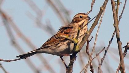 Bataklık Kirazkuşu