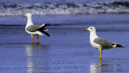 Van gölü martısı