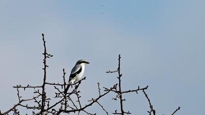 Büyük örümcekkuşu