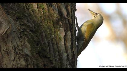 Küçük yeşil ağaçkakan