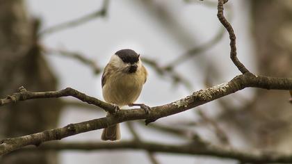 Kayın baştankarası