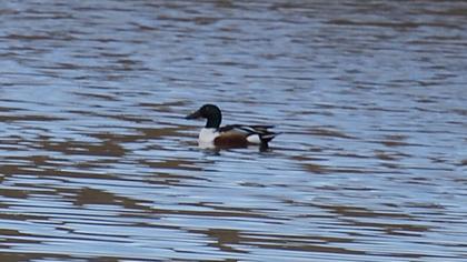 Northern Shoveler
