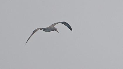 Northern Gannet