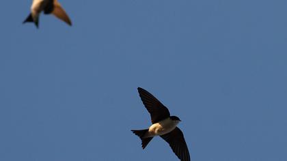Common House Martin