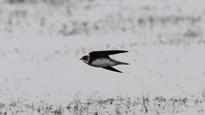 Sand Martin
