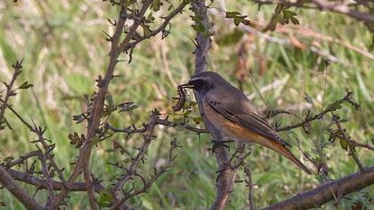 Common Redstart