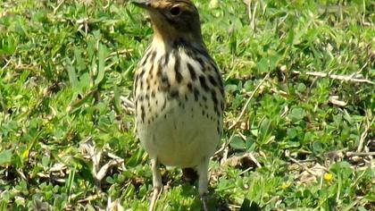 Kızılgerdanlı incirkuşu