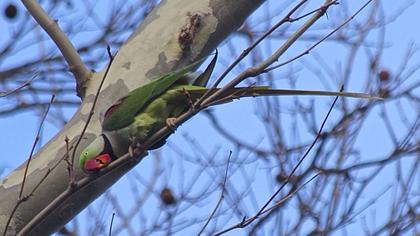 İskender papağanı