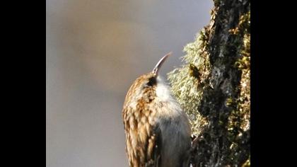 Short-toed Treecreeper