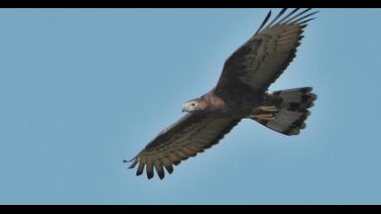 Crested Honey Buzzard
