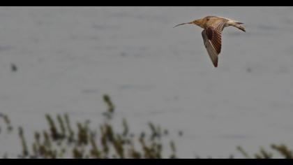 Eurasian Curlew
