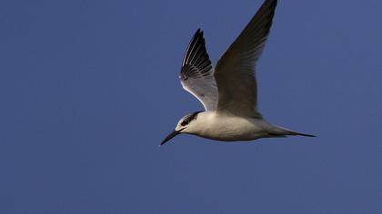 Sandwich Tern