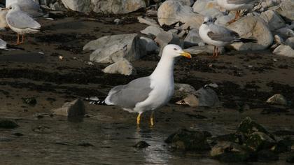 Yellow-legged Gull