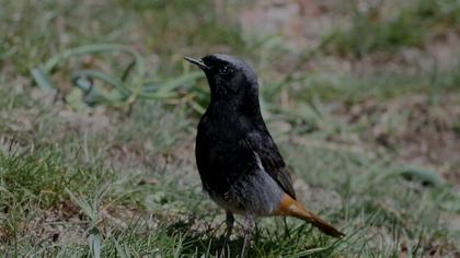 Black Redstart