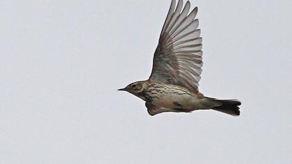 Buff-bellied Pipit