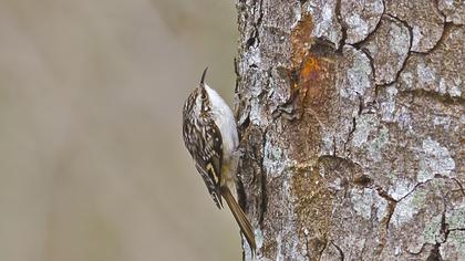 Bahçe tırmaşıkkuşu