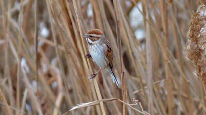 Bataklık Kirazkuşu