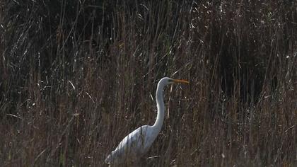 Büyük ak balıkçıl
