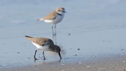Karakarınlı kumkuşu